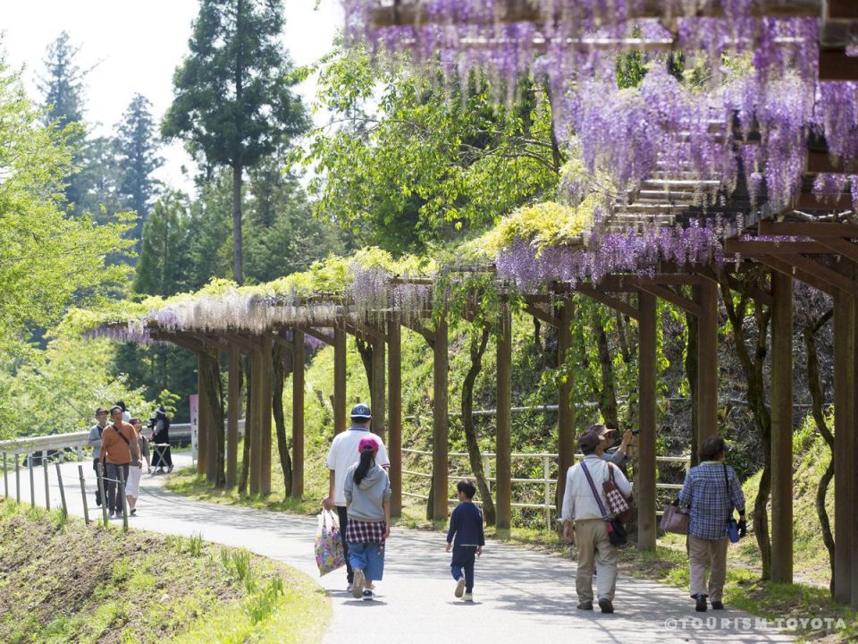 Wisteria Festival of Fujioka